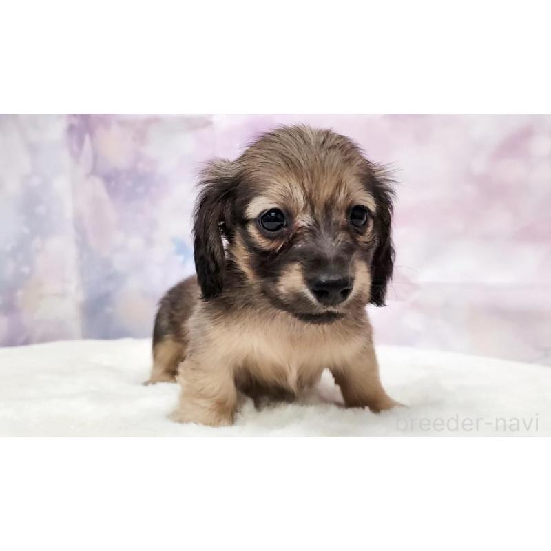 販売中の大阪府のミニチュアダックスフンド(ロングヘアード)-445622の3枚目