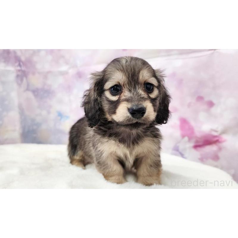 販売中の大阪府のミニチュアダックスフンド(ロングヘアード)-445623