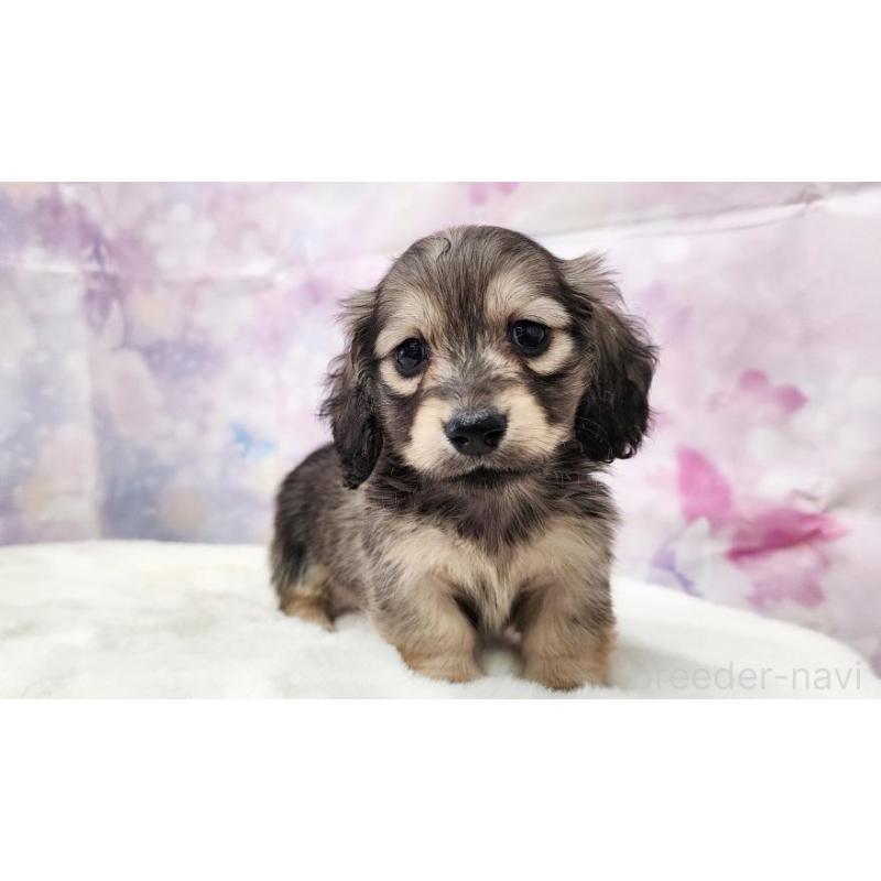 販売中の大阪府のミニチュアダックスフンド(ロングヘアード)-445623の5枚目