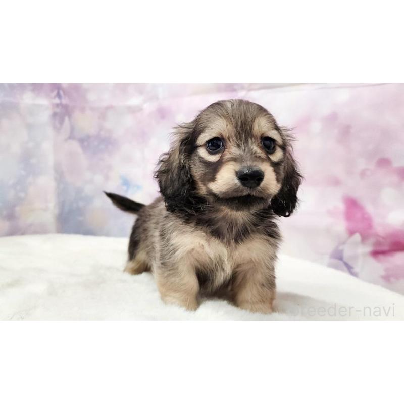 販売中の大阪府のミニチュアダックスフンド(ロングヘアード)-445623の4枚目