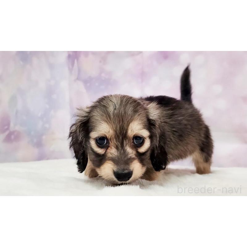 販売中の大阪府のミニチュアダックスフンド(ロングヘアード)-445623の3枚目