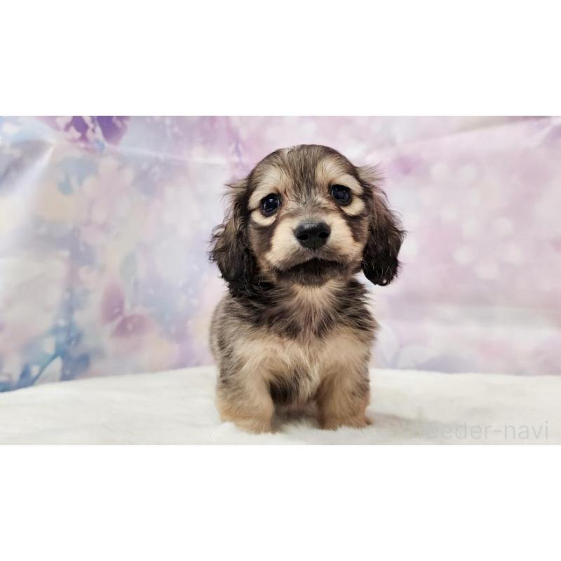 販売中の大阪府のミニチュアダックスフンド(ロングヘアード)-445623の2枚目