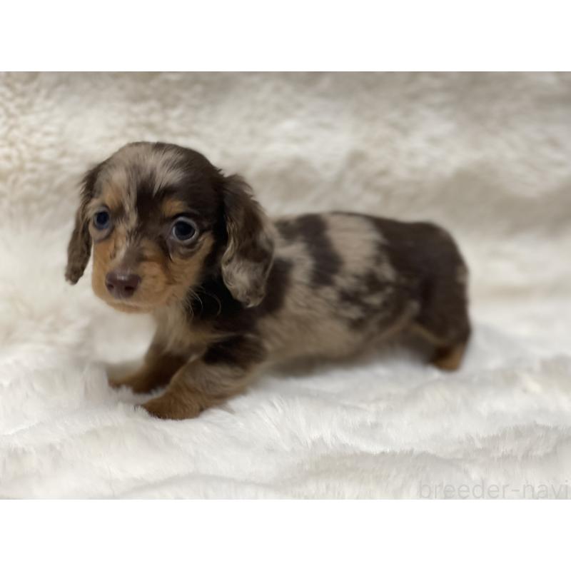 商談中の愛知県のミニチュアダックスフンド(ロングヘアード)-445624の3枚目