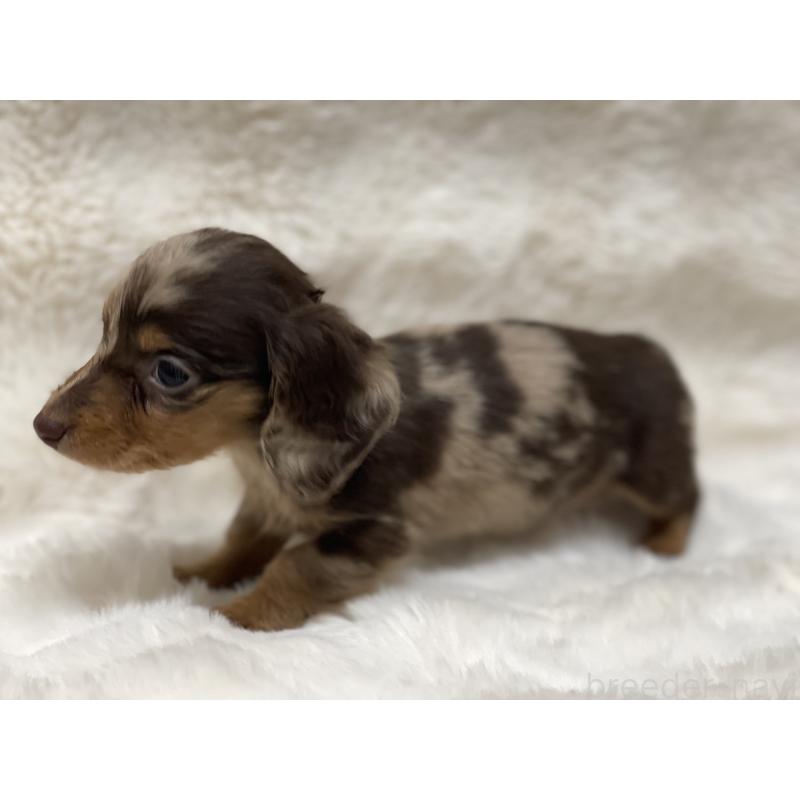 商談中の愛知県のミニチュアダックスフンド(ロングヘアード)-445624の2枚目