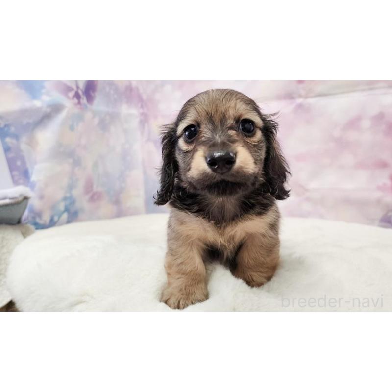 販売中の大阪府のミニチュアダックスフンド(ロングヘアード)-445625の5枚目