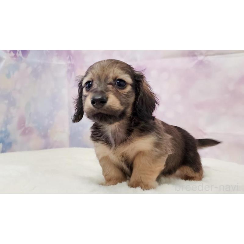 販売中の大阪府のミニチュアダックスフンド(ロングヘアード)-445625の3枚目