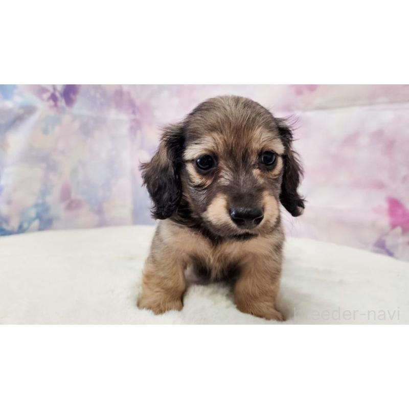 販売中の大阪府のミニチュアダックスフンド(ロングヘアード)-445625の4枚目