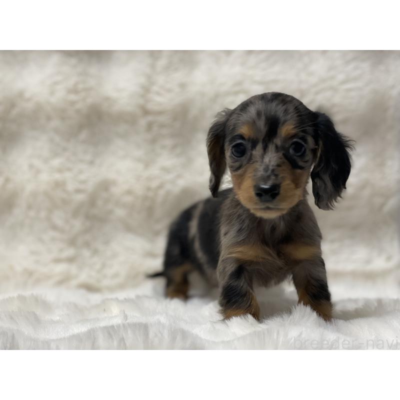 販売中の愛知県のミニチュアダックスフンド(ロングヘアード)-445626の3枚目