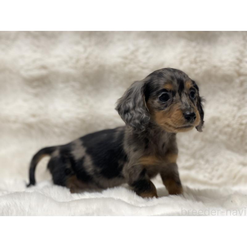 販売中の愛知県のミニチュアダックスフンド(ロングヘアード)-445626の2枚目