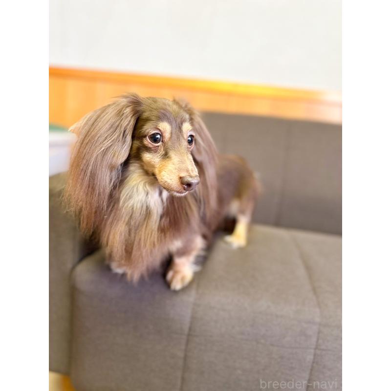 販売中の愛知県のカニンヘンダックスフンド(ロングヘアード)-445628の5枚目