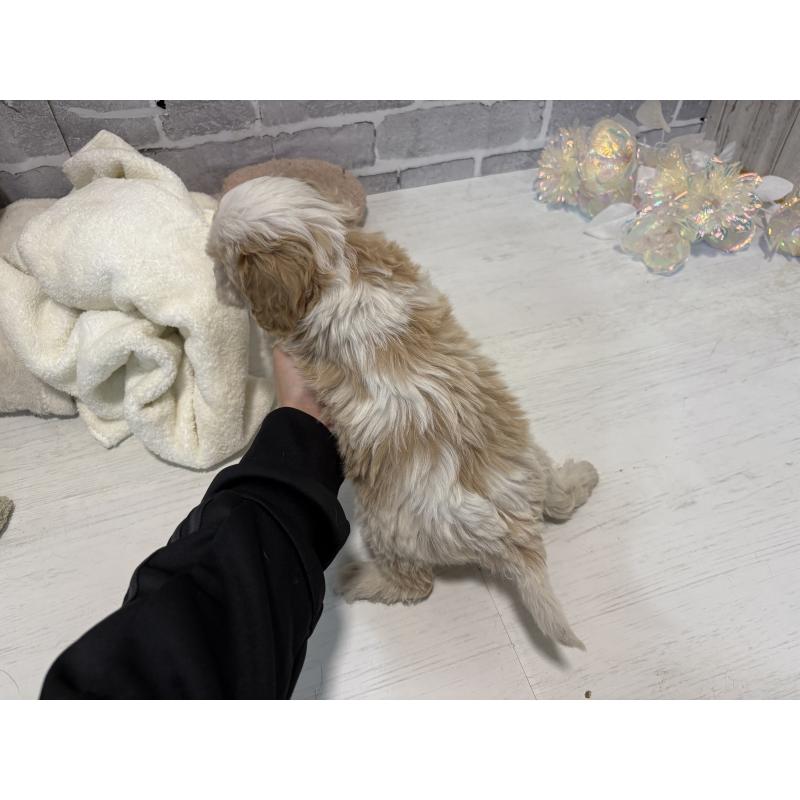 販売中の東京都のキャバマル:キャバリア×マルチーズ-445629の5枚目