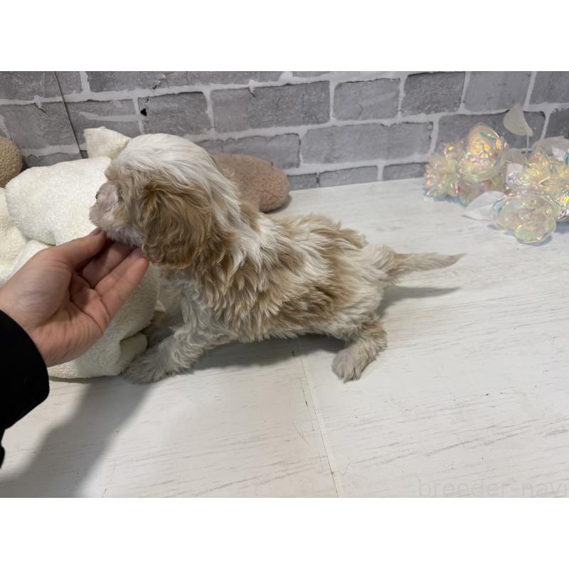 販売中の東京都のキャバマル:キャバリア×マルチーズ-445629の4枚目