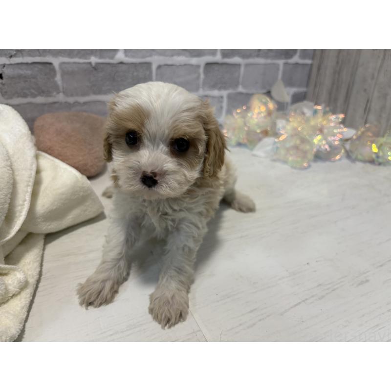 販売中の東京都のキャバマル:キャバリア×マルチーズ-445629の3枚目