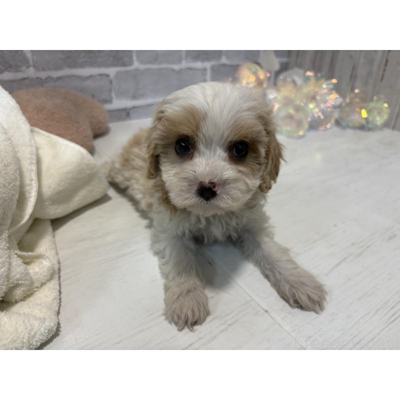 販売中の東京都のキャバマル:キャバリア×マルチーズ-445629の2枚目