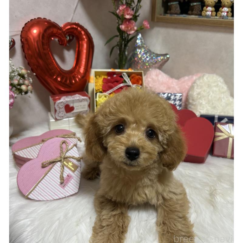 販売中の岡山県のトイプードル-433113の10枚目