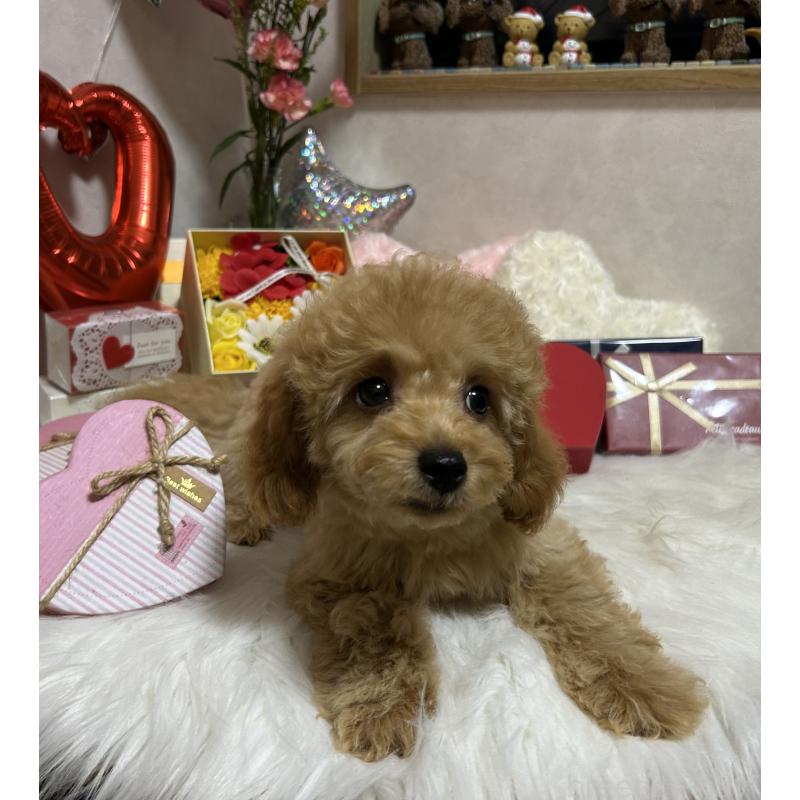 販売中の岡山県のトイプードル-433113の9枚目