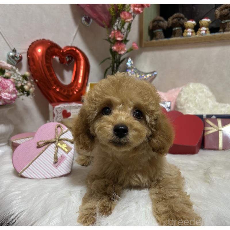 販売中の岡山県のトイプードル-433113の8枚目