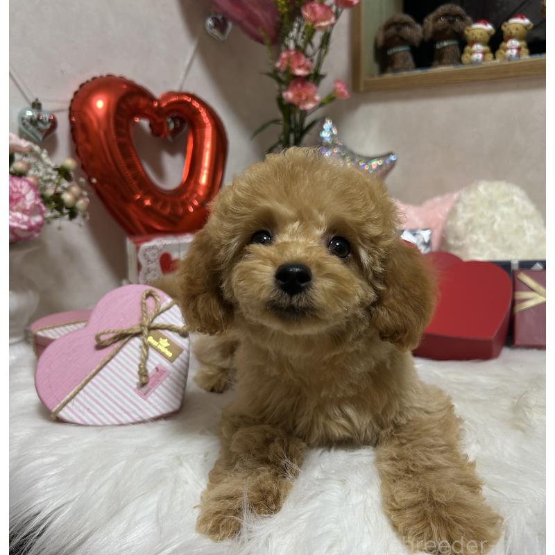 販売中の岡山県のトイプードル-433113の7枚目