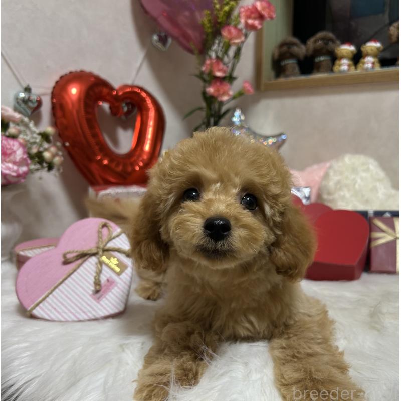 販売中の岡山県のトイプードル-433113の6枚目