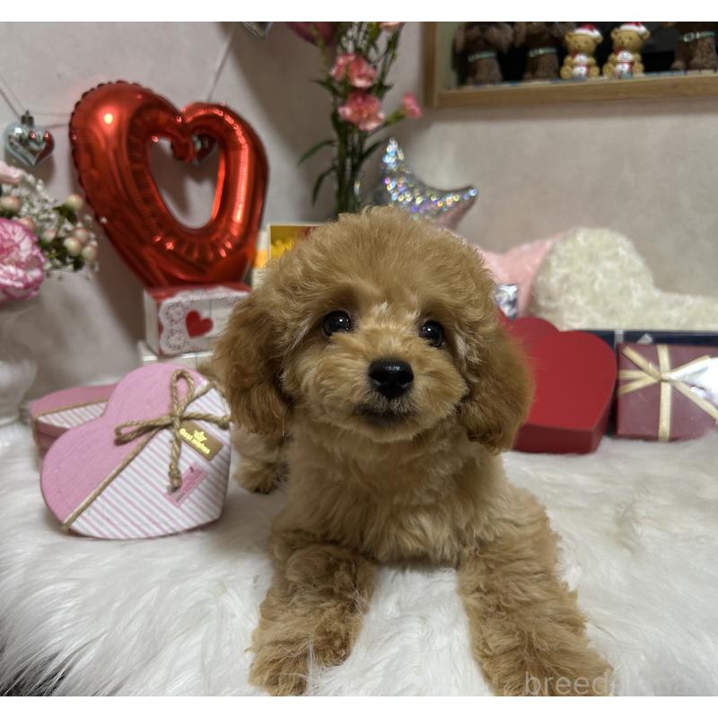 販売中の岡山県のトイプードル-433113の5枚目