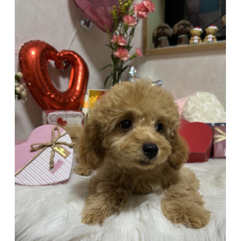 販売中の岡山県のトイプードル-433113の4枚目