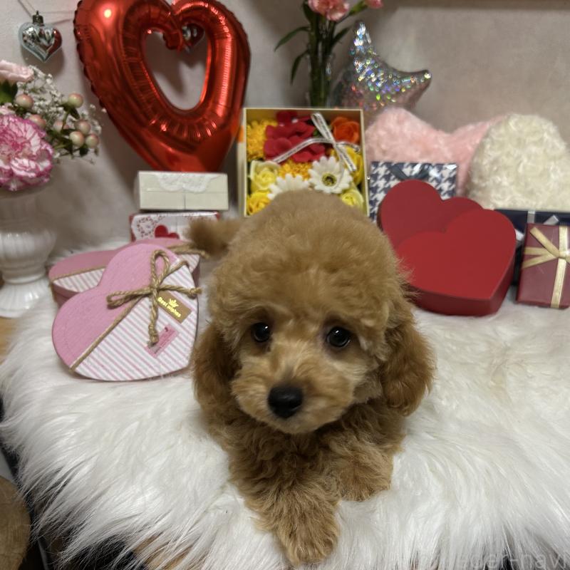 販売中の岡山県のトイプードル-433113の3枚目