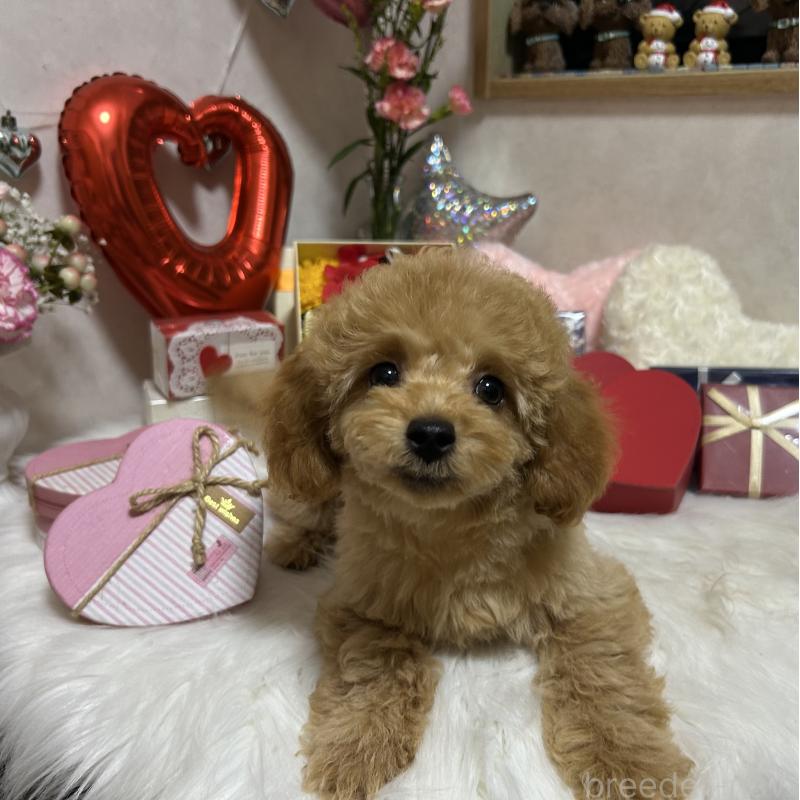 販売中の岡山県のトイプードル-433113の2枚目