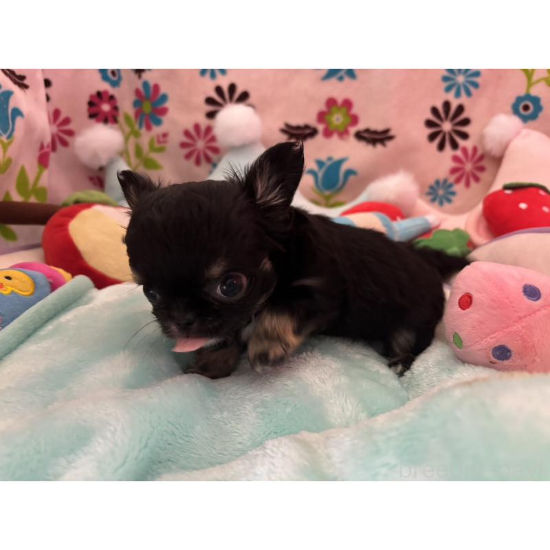 販売中の京都府のチワワ(ロングコート)-445630の19枚目