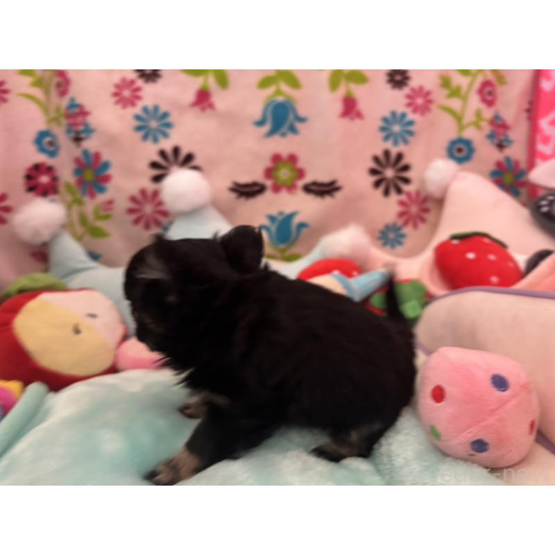 販売中の京都府のチワワ(ロングコート)-445630の17枚目