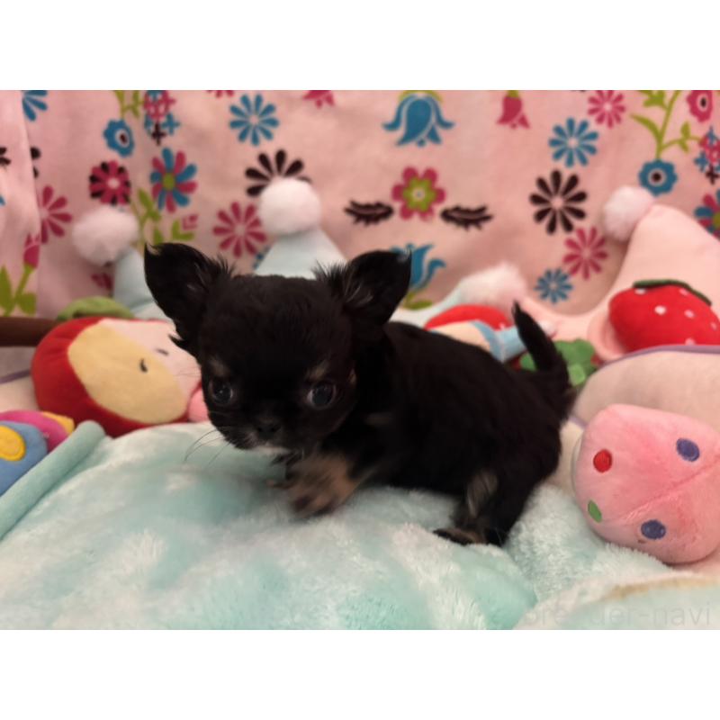 販売中の京都府のチワワ(ロングコート)-445630の15枚目