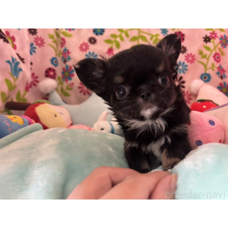 販売中の京都府のチワワ(ロングコート)-445630の14枚目