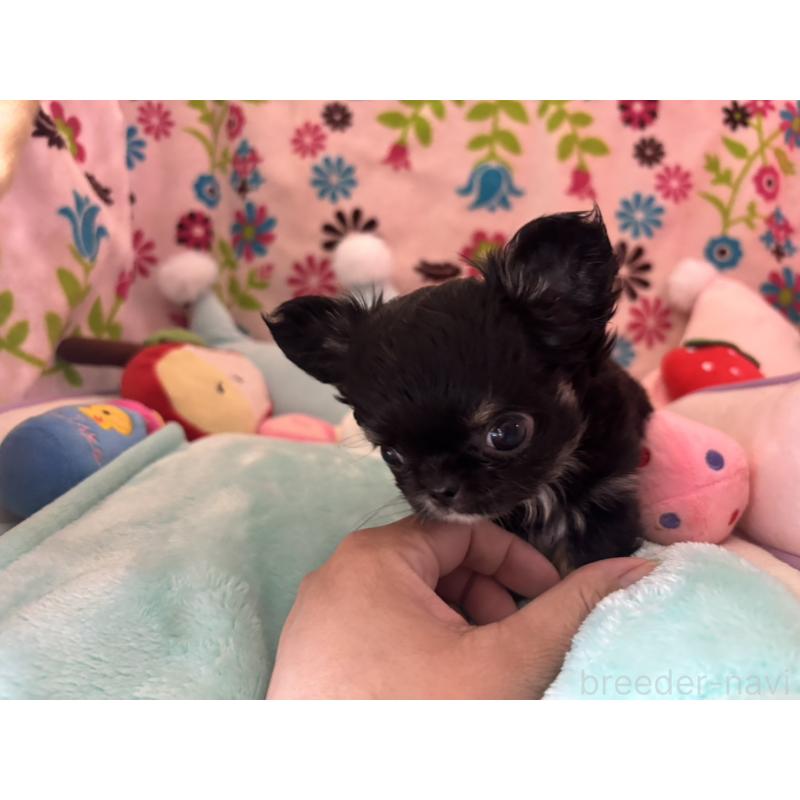 販売中の京都府のチワワ(ロングコート)-445630の13枚目