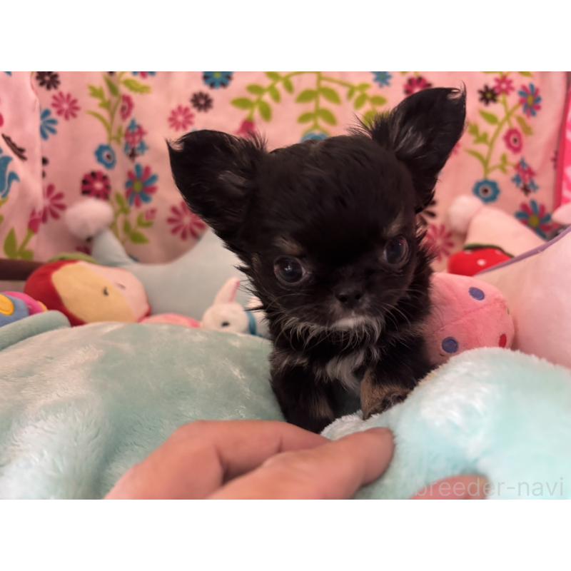 販売中の京都府のチワワ(ロングコート)-445630の12枚目