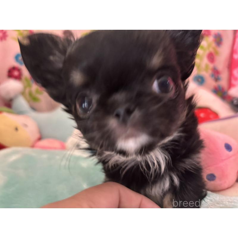 販売中の京都府のチワワ(ロングコート)-445630の11枚目