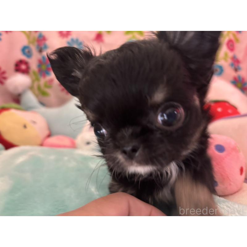 販売中の京都府のチワワ(ロングコート)-445630の10枚目