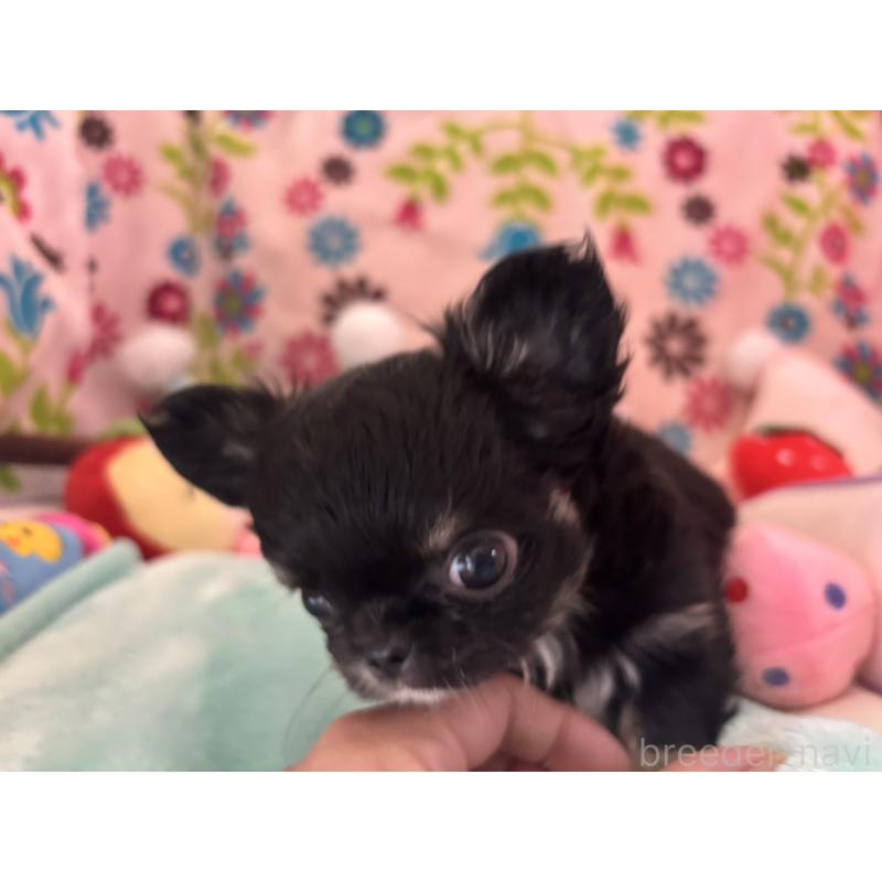 販売中の京都府のチワワ(ロングコート)-445630の9枚目