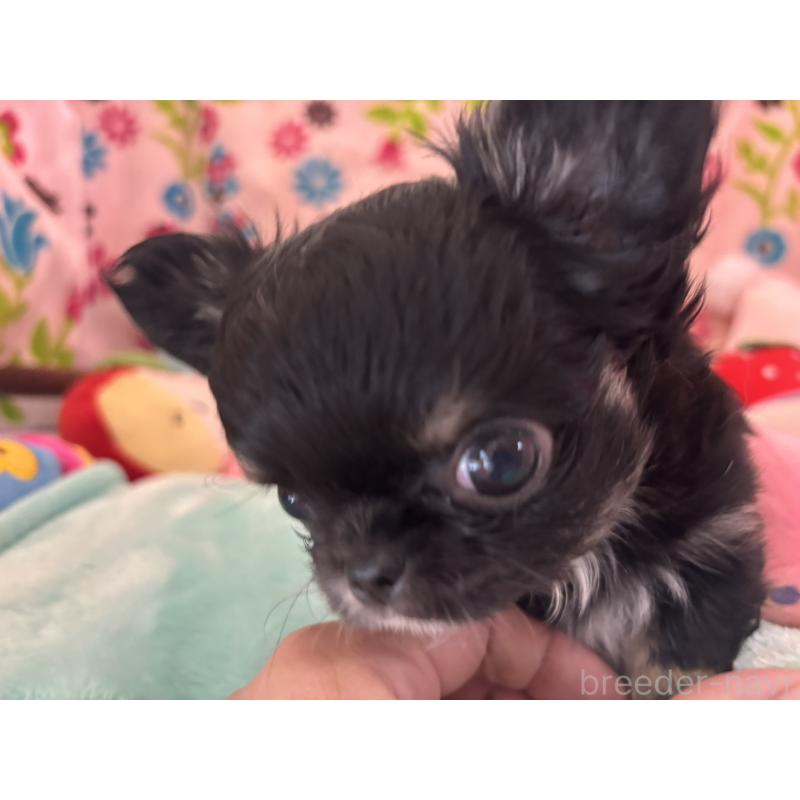 販売中の京都府のチワワ(ロングコート)-445630の8枚目