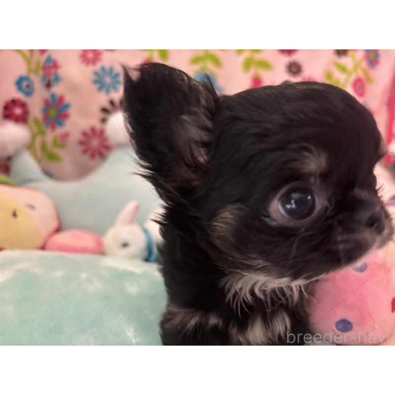 販売中の京都府のチワワ(ロングコート)-445630の7枚目