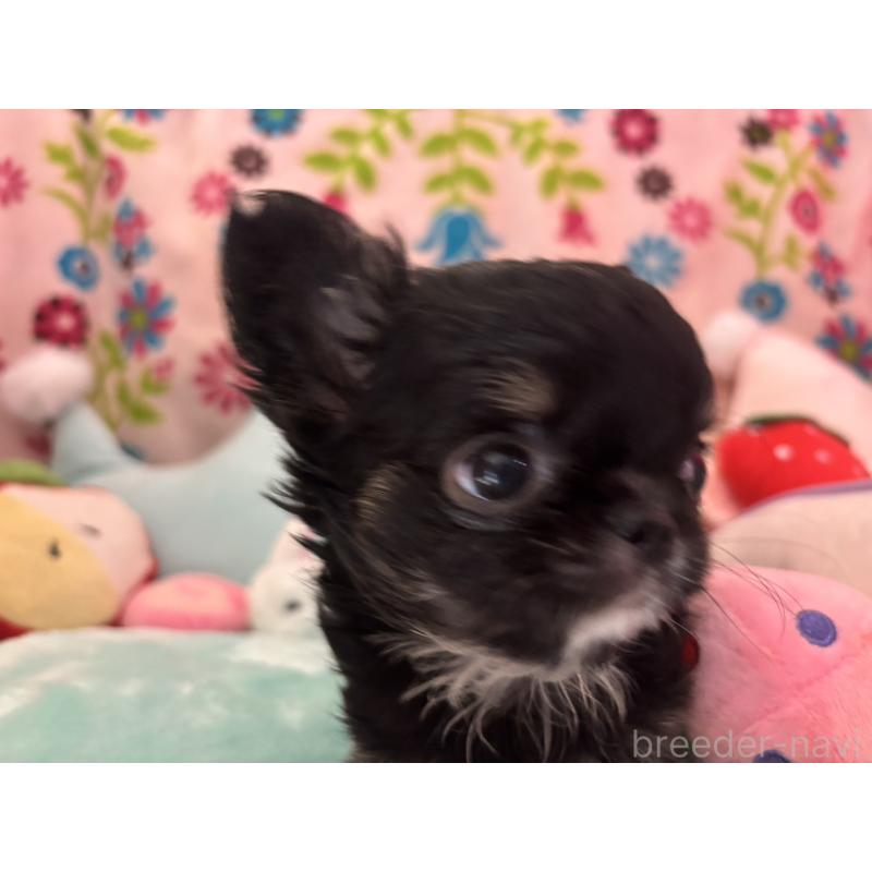 販売中の京都府のチワワ(ロングコート)-445630の5枚目