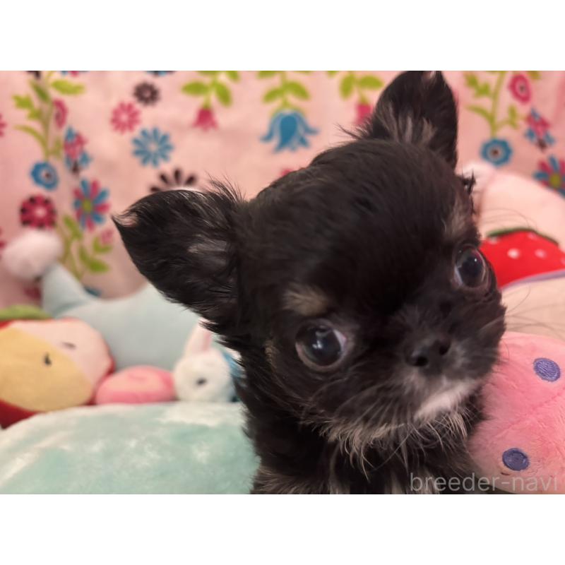 販売中の京都府のチワワ(ロングコート)-445630の4枚目