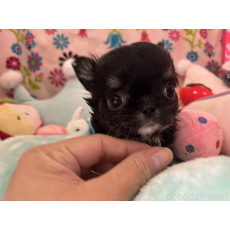 販売中の京都府のチワワ(ロングコート)-445630の2枚目