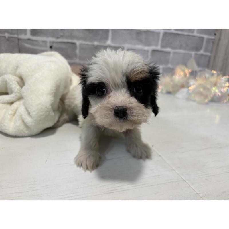 販売中の東京都のキャバマル:キャバリア×マルチーズ-445631の8枚目