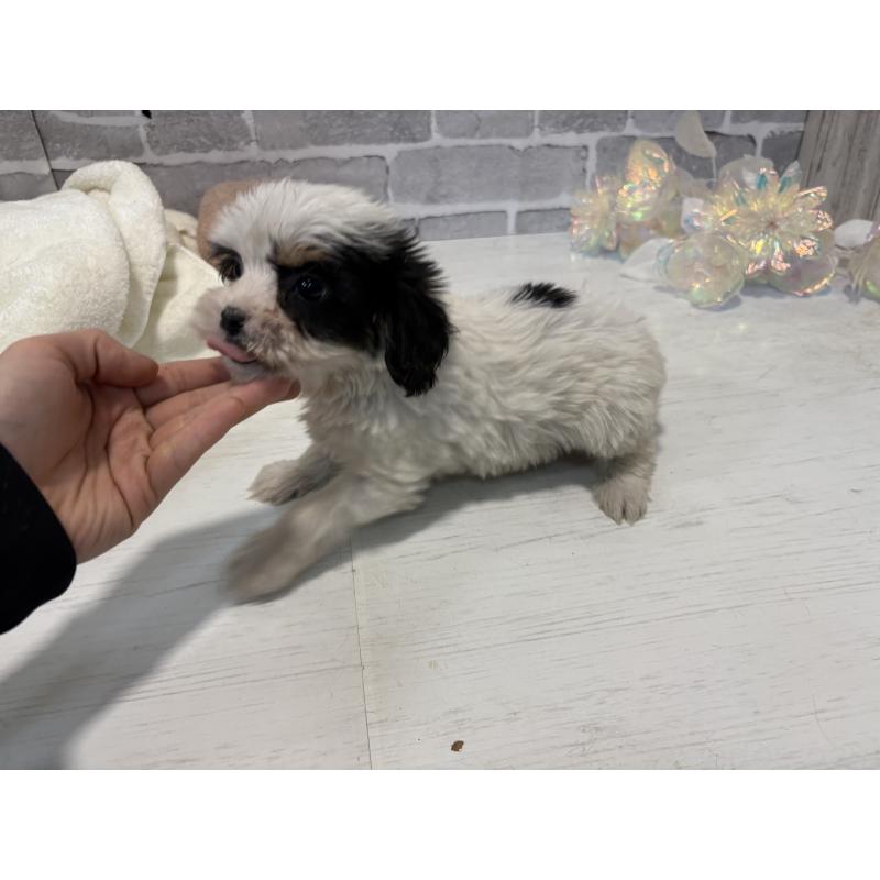 販売中の東京都のキャバマル:キャバリア×マルチーズ-445631の7枚目