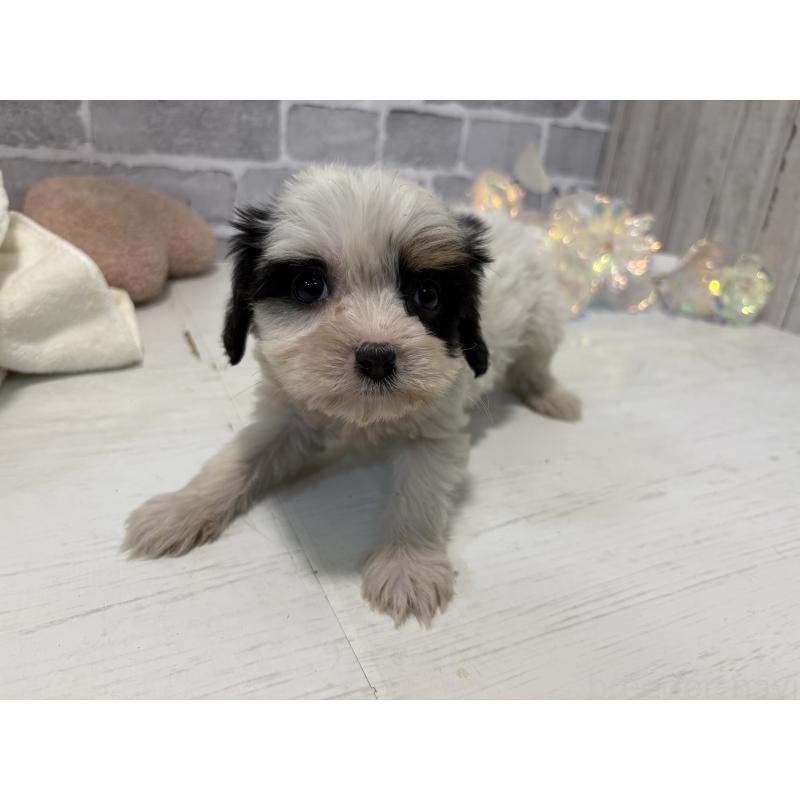 販売中の東京都のキャバマル:キャバリア×マルチーズ-445631の5枚目