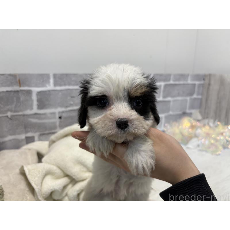 販売中の東京都のキャバマル:キャバリア×マルチーズ-445631の4枚目