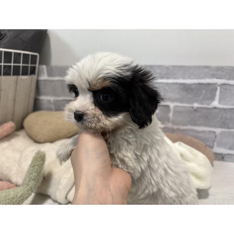 販売中の東京都のキャバマル:キャバリア×マルチーズ-445631の2枚目