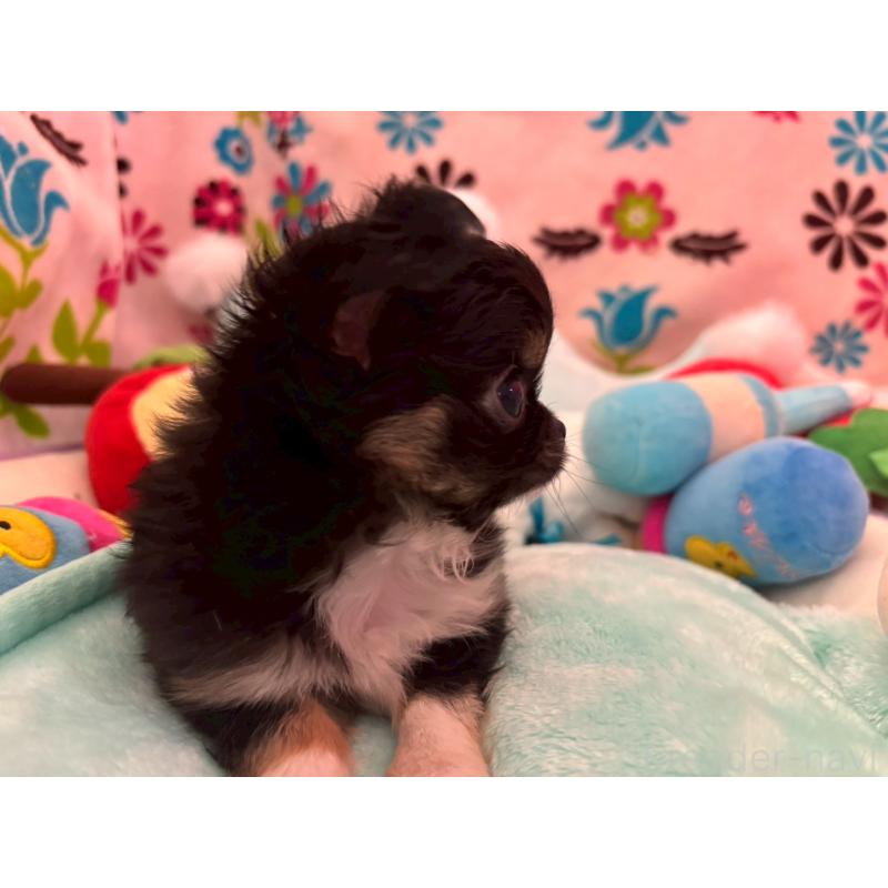 販売中の京都府のチワワ(ロングコート)-445632の11枚目