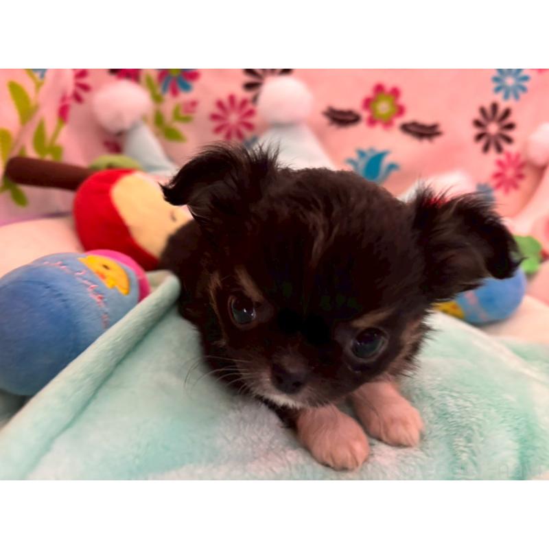 販売中の京都府のチワワ(ロングコート)-445632の10枚目