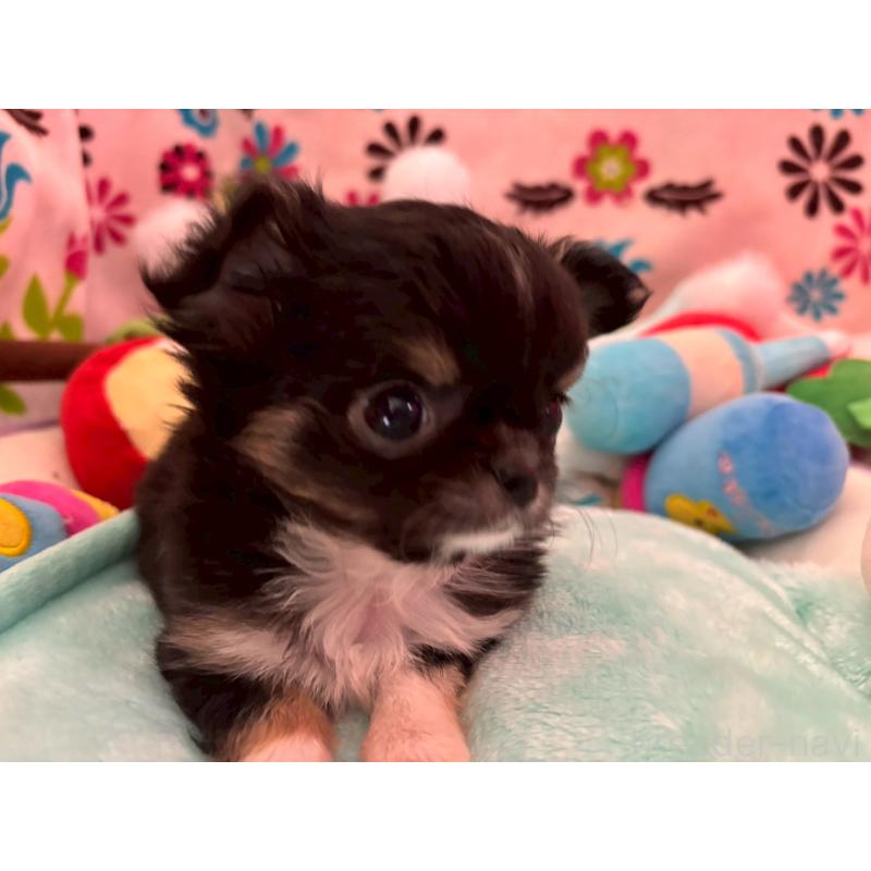 販売中の京都府のチワワ(ロングコート)-445632の9枚目