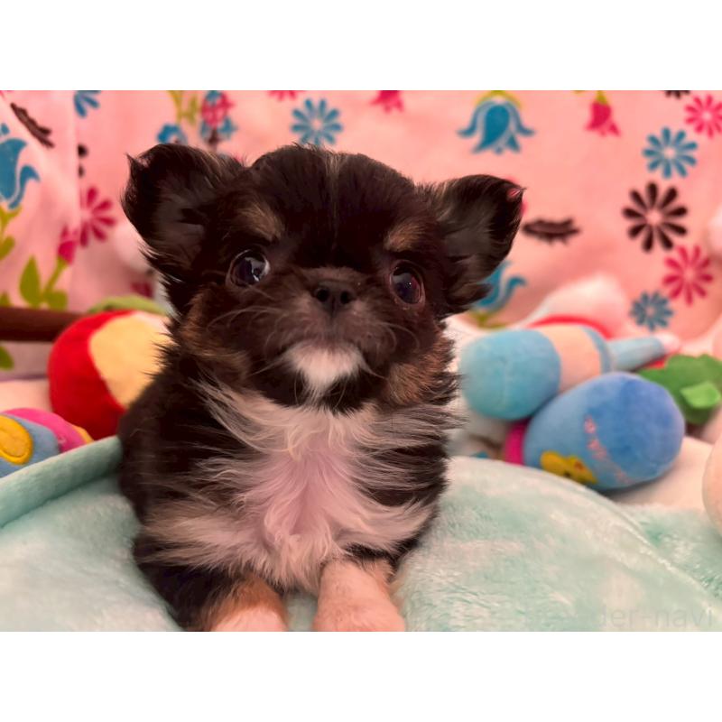 販売中の京都府のチワワ(ロングコート)-445632の8枚目